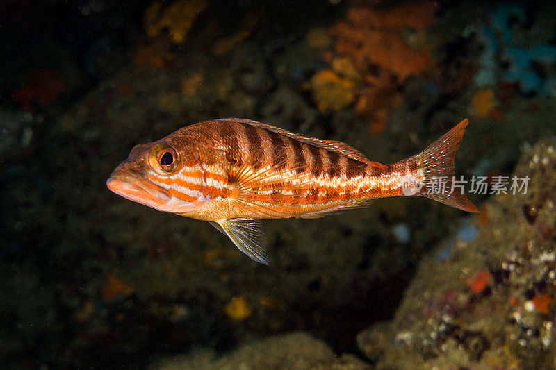 Serranus cabrilla gaper珊瑚孤立的布拉瓦海岸